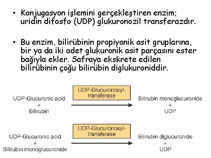  • Konjugasyon işlemini gerçekleştiren enzim; uridin difosfo (UDP) glukuronozil transferazdır. • Bu enzim,