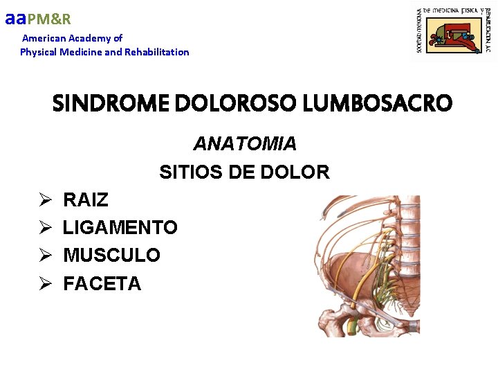 aa. PM&R American Academy of Physical Medicine and Rehabilitation SINDROME DOLOROSO LUMBOSACRO ANATOMIA SITIOS