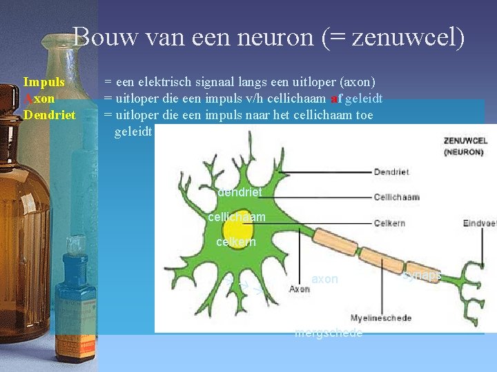 Bouw van een neuron (= zenuwcel) Impuls Axon Dendriet = een elektrisch signaal langs