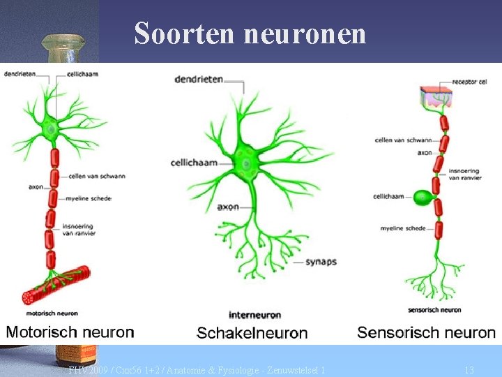 Soorten neuronen FHV 2009 / Cxx 56 1+2 / Anatomie & Fysiologie - Zenuwstelsel