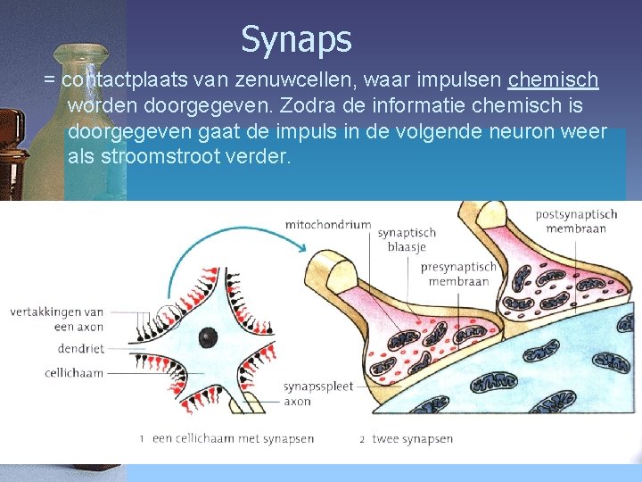 Synaps = contactplaats van zenuwcellen, waar impulsen chemisch worden doorgegeven. Zodra de informatie chemisch