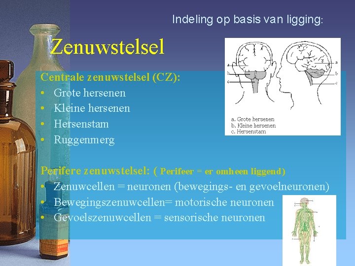 Indeling op basis van ligging: Zenuwstelsel Centrale zenuwstelsel (CZ): • Grote hersenen • Kleine