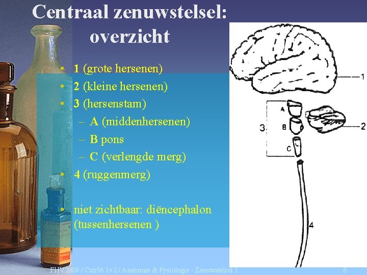 Centraal zenuwstelsel: overzicht • 1 (grote hersenen) • 2 (kleine hersenen) • 3 (hersenstam)