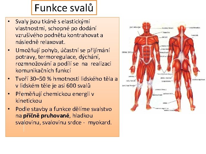 Funkce svalů • Svaly jsou tkáně s elastickými vlastnostmi, schopné po dodání vzrušivého podnětu