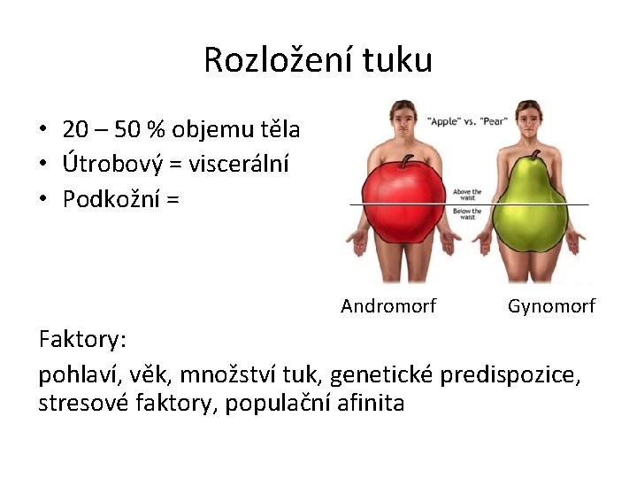 Rozložení tuku • 20 – 50 % objemu těla • Útrobový = viscerální •