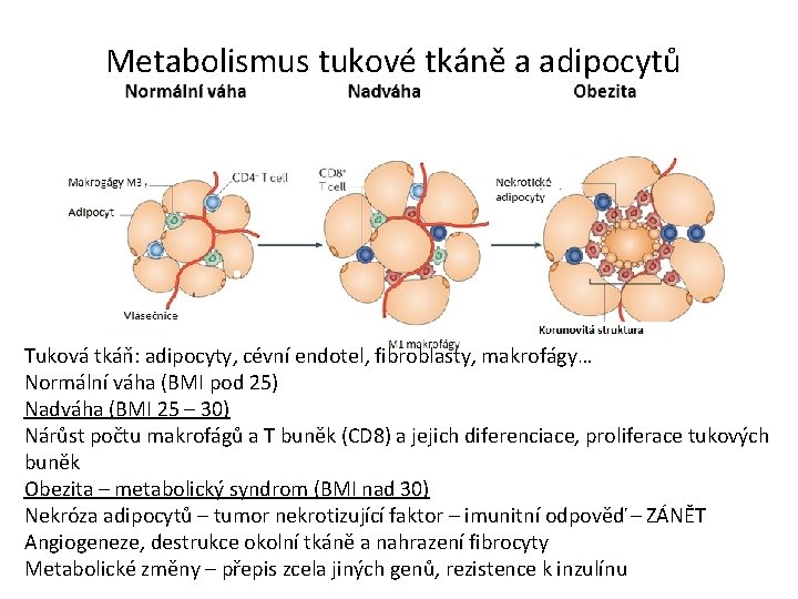 Metabolismus tukové tkáně a adipocytů Tuková tkáň: adipocyty, cévní endotel, fibroblasty, makrofágy… Normální váha