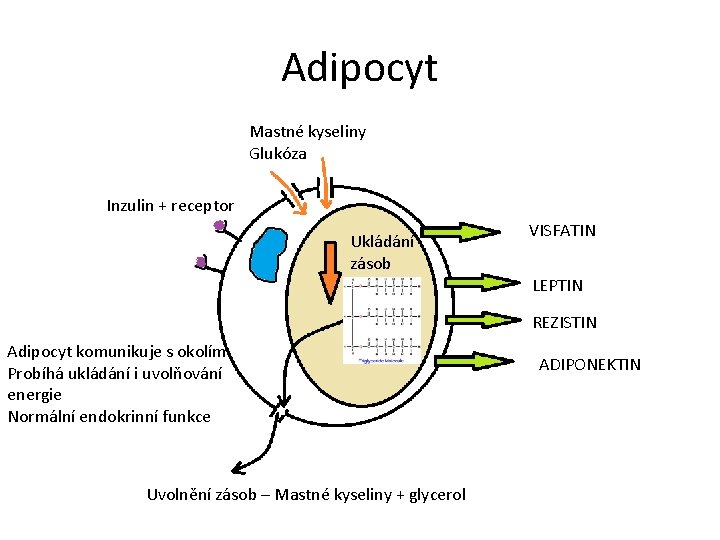 Adipocyt Mastné kyseliny Glukóza Inzulin + receptor Ukládání zásob VISFATIN LEPTIN REZISTIN Adipocyt komunikuje