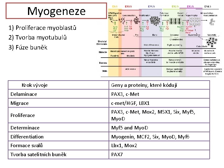 Myogeneze 1) Proliferace myoblastů 2) Tvorba myotubulů 3) Fúze buněk Krok vývoje Geny a
