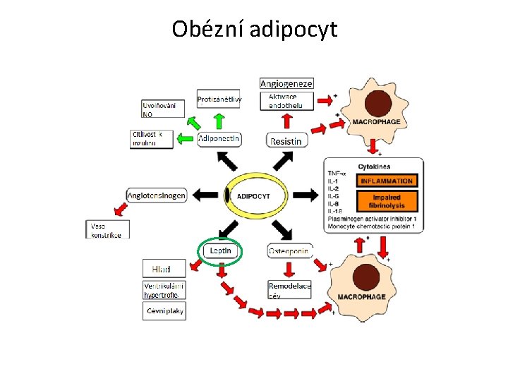 Obézní adipocyt 