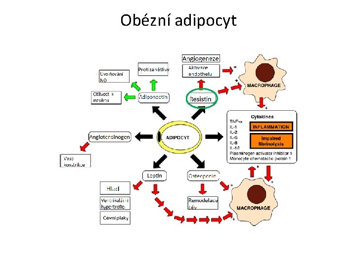 Obézní adipocyt 