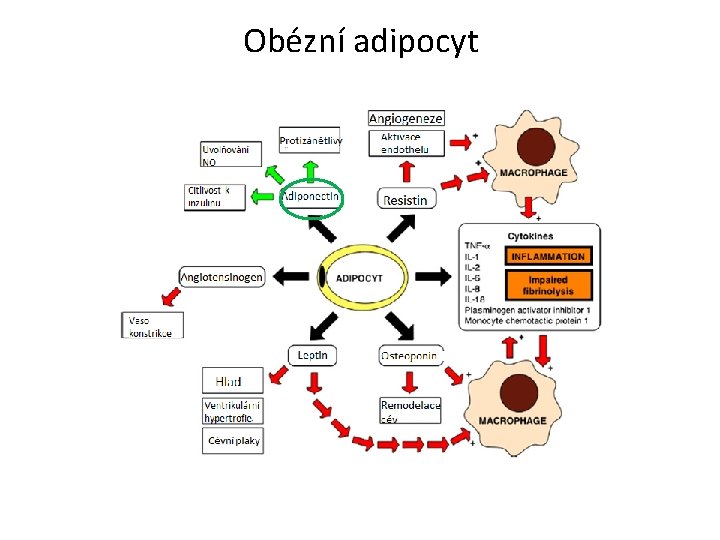 Obézní adipocyt 