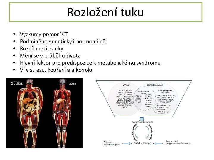 Rozložení tuku • • • Výzkumy pomocí CT Podmíněno geneticky i hormonálně Rozdíl mezi