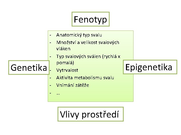 Fenotyp Genetika - Anatomický typ svalu - Množství a velikost svalových vláken - Typ