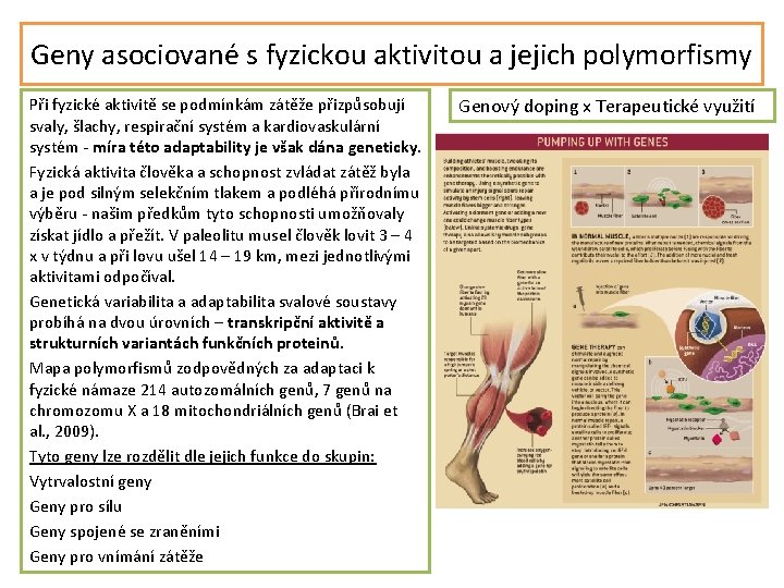 Geny asociované s fyzickou aktivitou a jejich polymorfismy Při fyzické aktivitě se podmínkám zátěže