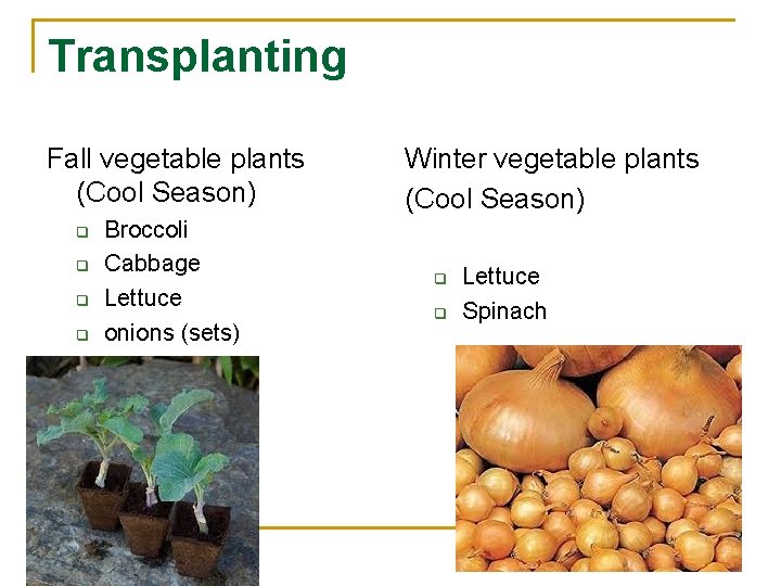 Transplanting Fall vegetable plants (Cool Season) q q Broccoli Cabbage Lettuce onions (sets) Winter