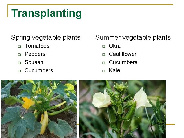 Transplanting Spring vegetable plants q q Tomatoes Peppers Squash Cucumbers Summer vegetable plants q