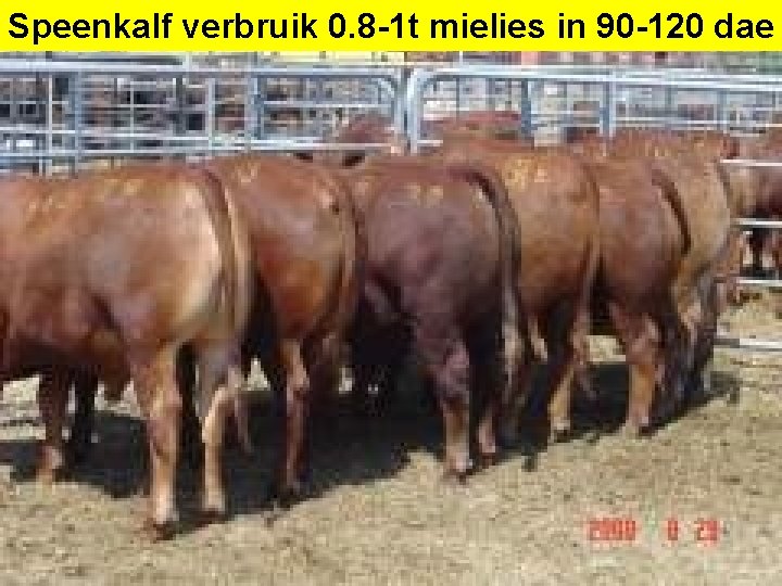 Speenkalf verbruik 0. 8 -1 t mielies in 90 -120 dae 