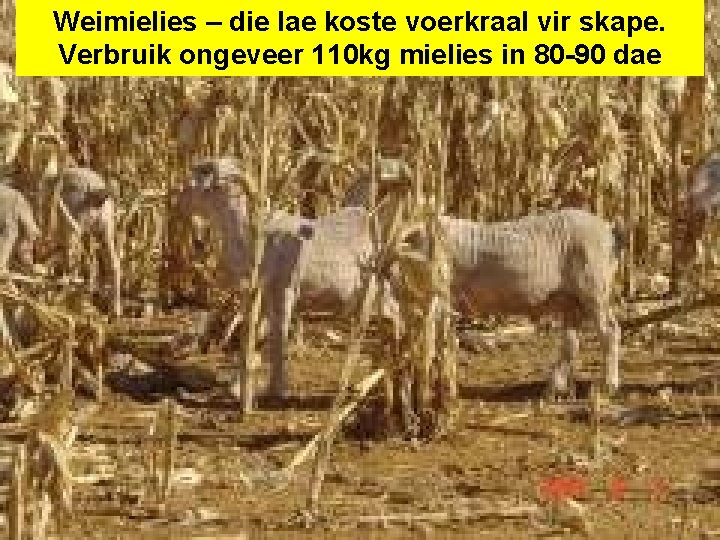 Weimielies – die lae koste voerkraal vir skape. Verbruik ongeveer 110 kg mielies in