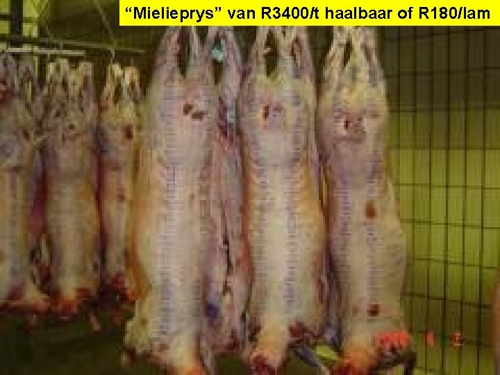 “Mielieprys” van R 3400/t haalbaar of R 180/lam 