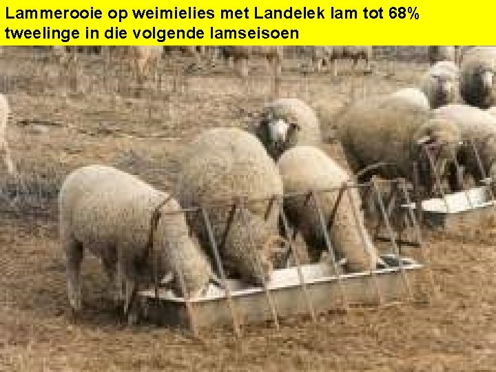 Lammerooie op weimielies met Landelek lam tot 68% tweelinge in die volgende lamseisoen 