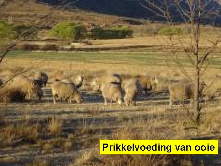 Prikkelvoeding van ooie 