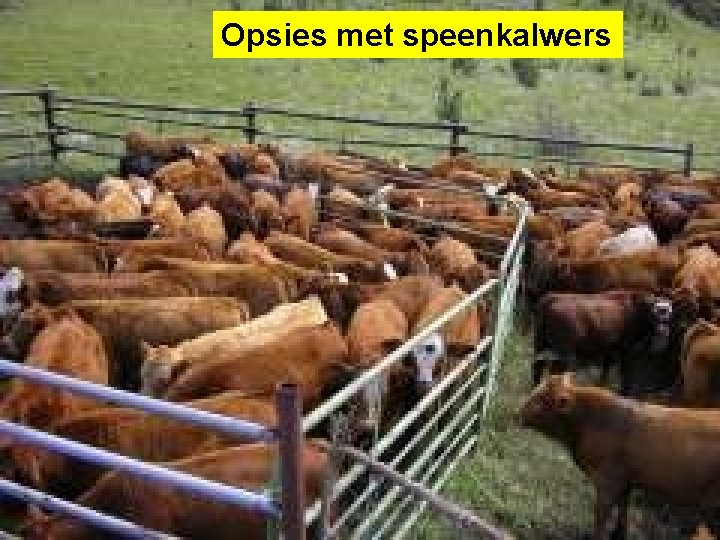 Opsies met speenkalwers 