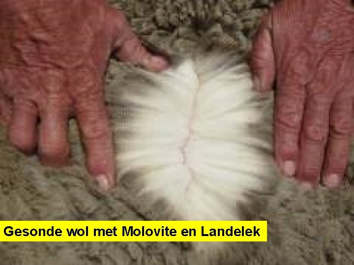 Gesonde wol met Molovite en Landelek 