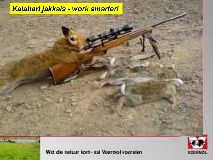 Kalahari jakkals - work smarter! 