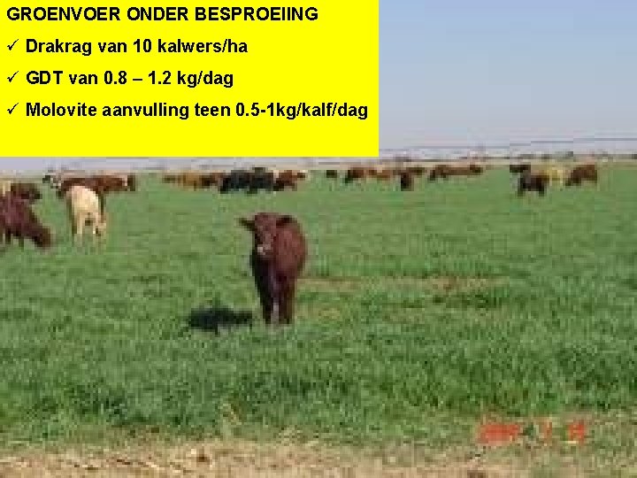 GROENVOER ONDER BESPROEIING ü Drakrag van 10 kalwers/ha ü GDT van 0. 8 –