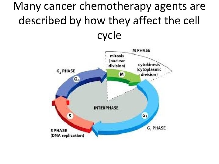 Many cancer chemotherapy agents are described by how they affect the cell cycle 