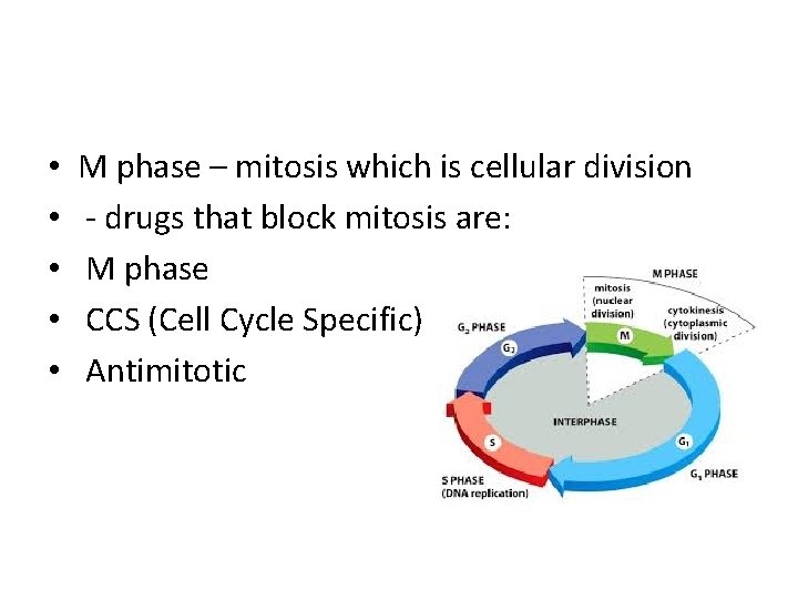  • • • M phase – mitosis which is cellular division - drugs