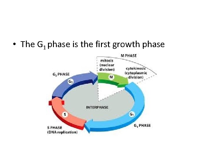  • The G 1 phase is the first growth phase 