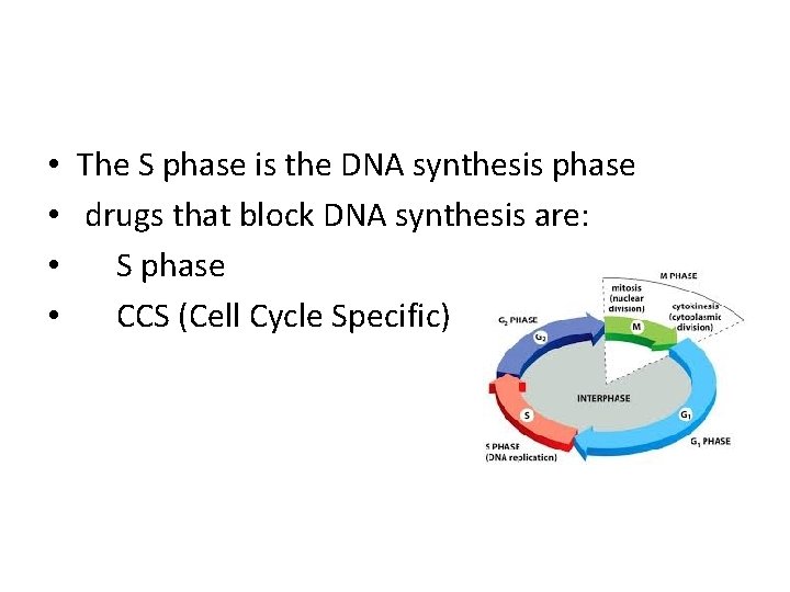  • The S phase is the DNA synthesis phase • drugs that block