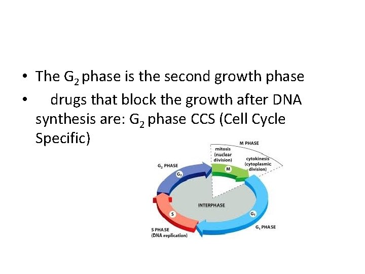  • The G 2 phase is the second growth phase • drugs that