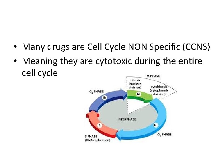  • Many drugs are Cell Cycle NON Specific (CCNS) • Meaning they are