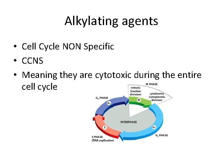 Alkylating agents • Cell Cycle NON Specific • CCNS • Meaning they are cytotoxic