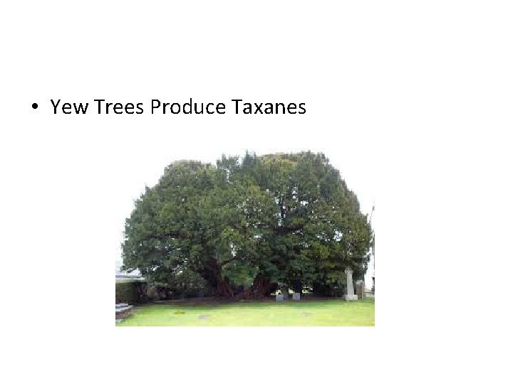 • Yew Trees Produce Taxanes 