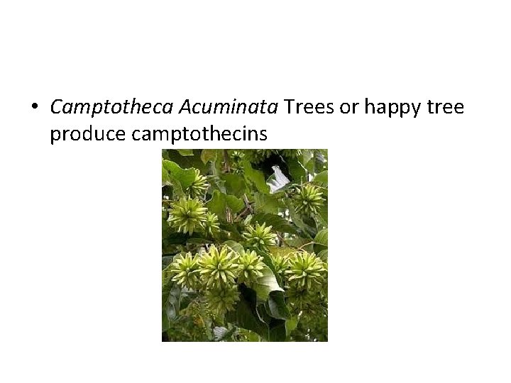  • Camptotheca Acuminata Trees or happy tree produce camptothecins 