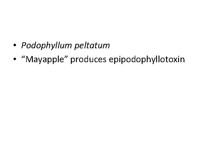  • Podophyllum peltatum • “Mayapple” produces epipodophyllotoxin 