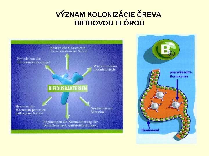 VÝZNAM KOLONIZÁCIE ČREVA BIFIDOVOU FLÓROU 