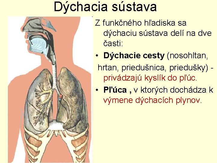 Dýchacia sústava Z funkčného hľadiska sa dýchaciu sústava delí na dve časti: • Dýchacie