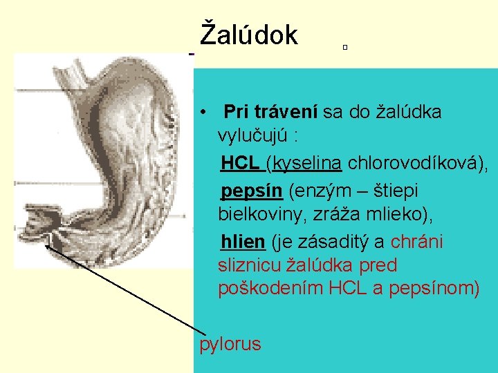 Žalúdok • Pri trávení sa do žalúdka vylučujú : HCL (kyselina chlorovodíková), pepsín (enzým