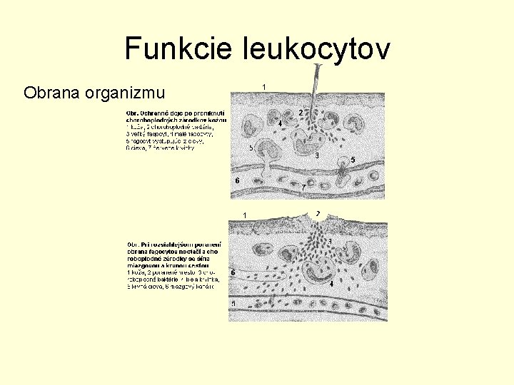 Funkcie leukocytov Obrana organizmu 