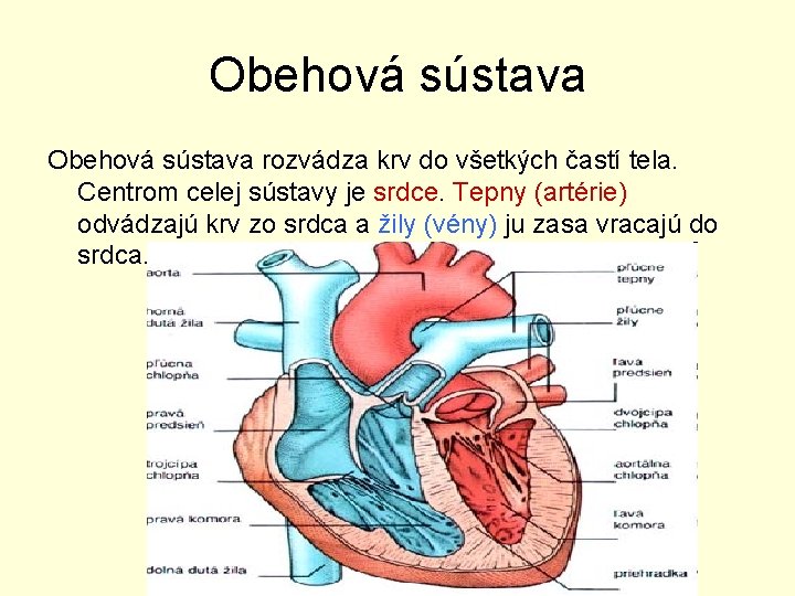 Obehová sústava rozvádza krv do všetkých častí tela. Centrom celej sústavy je srdce. Tepny