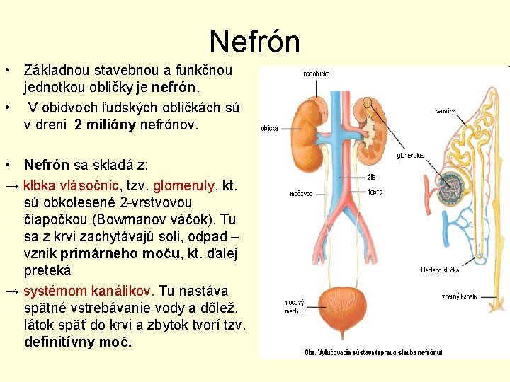 Nefrón • Základnou stavebnou a funkčnou jednotkou obličky je nefrón. • V obidvoch ľudských