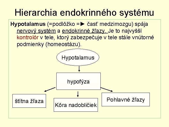 Hierarchia endokrinného systému Hypotalamus (=podlôžko =► časť medzimozgu) spája nervový systém a endokrinné žľazy.