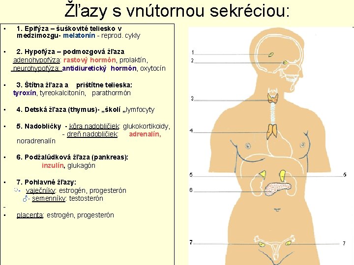 Žľazy s vnútornou sekréciou: • 1. Epifýza – šuškovité teliesko v medzimozgu- melatonín -