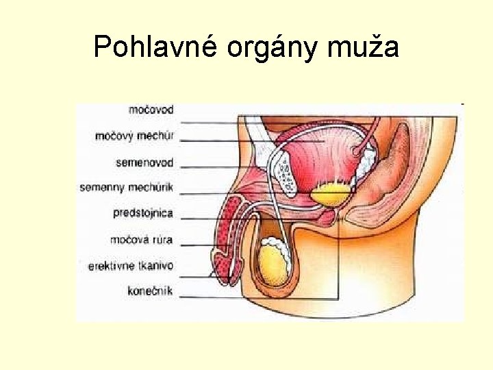 Pohlavné orgány muža 