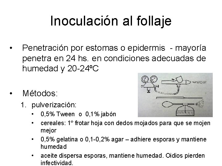 Inoculación al follaje • Penetración por estomas o epidermis - mayoría penetra en 24 Inoculación al follaje • Penetración por estomas o epidermis - mayoría penetra en 24