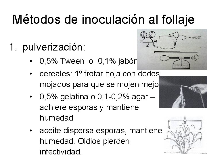 Métodos de inoculación al follaje 1. pulverización: • 0, 5% Tween o 0, 1% Métodos de inoculación al follaje 1. pulverización: • 0, 5% Tween o 0, 1%